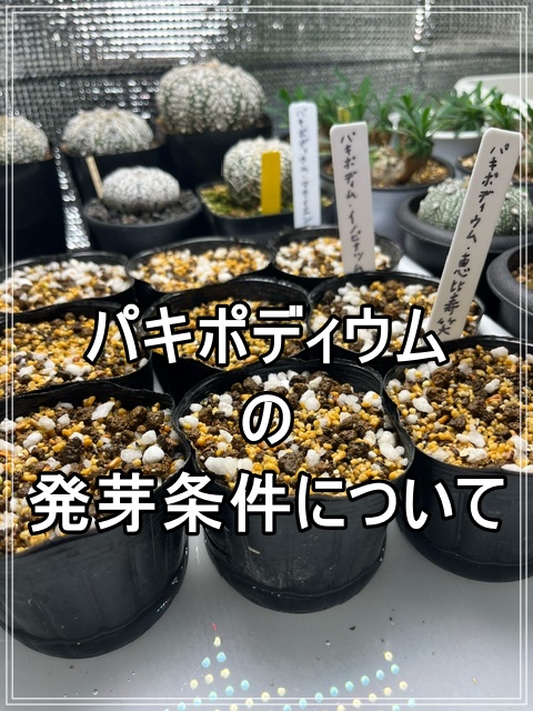 メ694 「実生」パキポディウム 札落ち株【種から発芽・発根