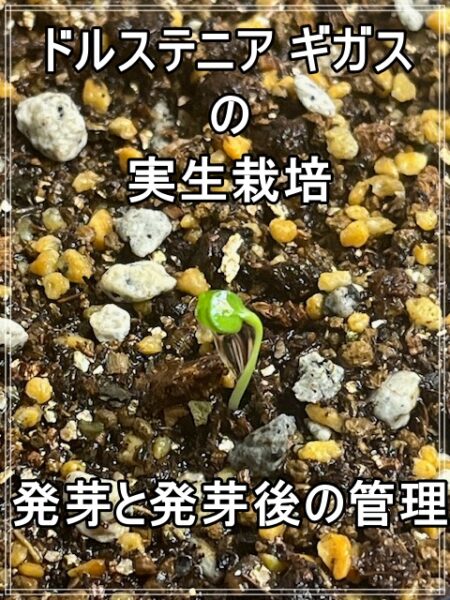 Dorstenia gigas】 ドルステニア ギガスの実生栽培の記録② | ビザプラ