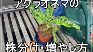 破格　アグラオネマアンダマン　親株サイズ　2株　分けても見応え十分です アグラオネマの株分け方法！何株に増えた？【#4】【植え替え】【土の