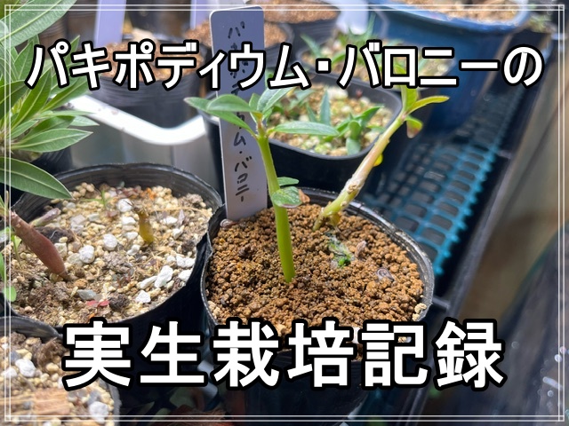 パキポ パキポディウムバロニー太らせ方 コーデックス パキポディウム