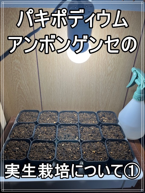 Pachypodium ambongense】パキポディウム アンボンゲンセの実生