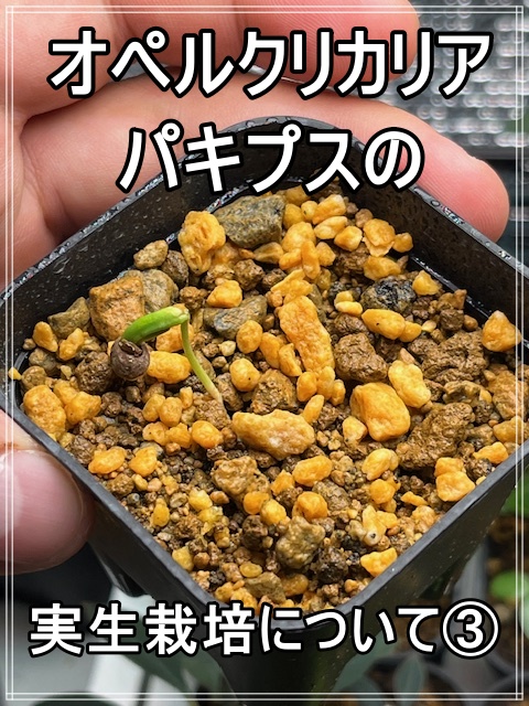 image0-66-1.jpeg